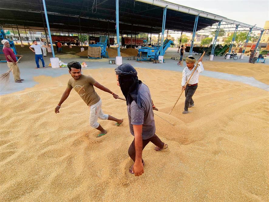 981 MT wheat arrives in 11 Patiala grain markets