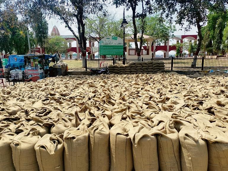 Tardy lifting: No space for fresh arrivals in Kurukshetra grain markets