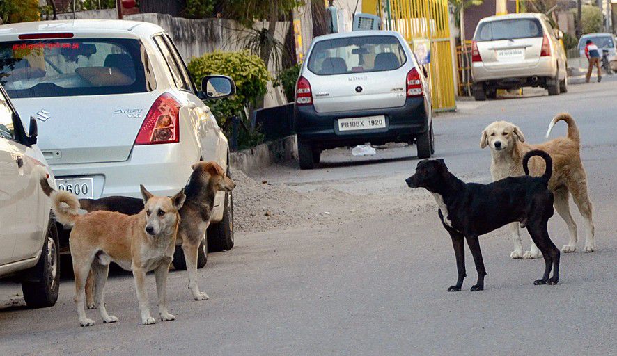 Ludhiana residents continue to face wrath of stray canines