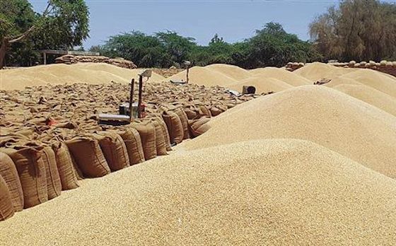 Lifting picks up as wheat arrival crosses 1 lakh MT mark in mandis across district