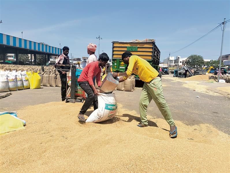 Wheat arrivals pick up momentum  in mandis of Ambala