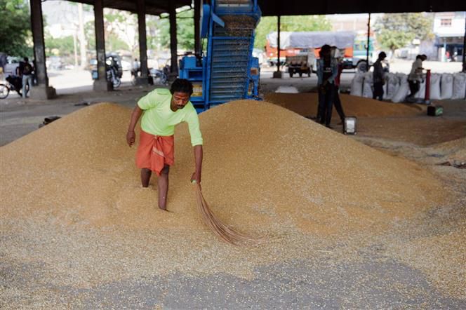 Wheat procurement: 2,150 MT arrives in Ludhiana district mandis