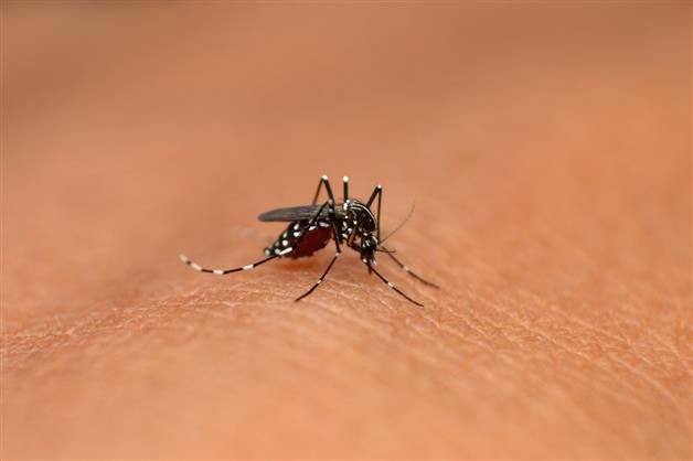 Dealing a knockout blow to dengue