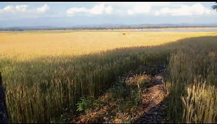 ‘Ban use of combine harvester in Pong wetland’
