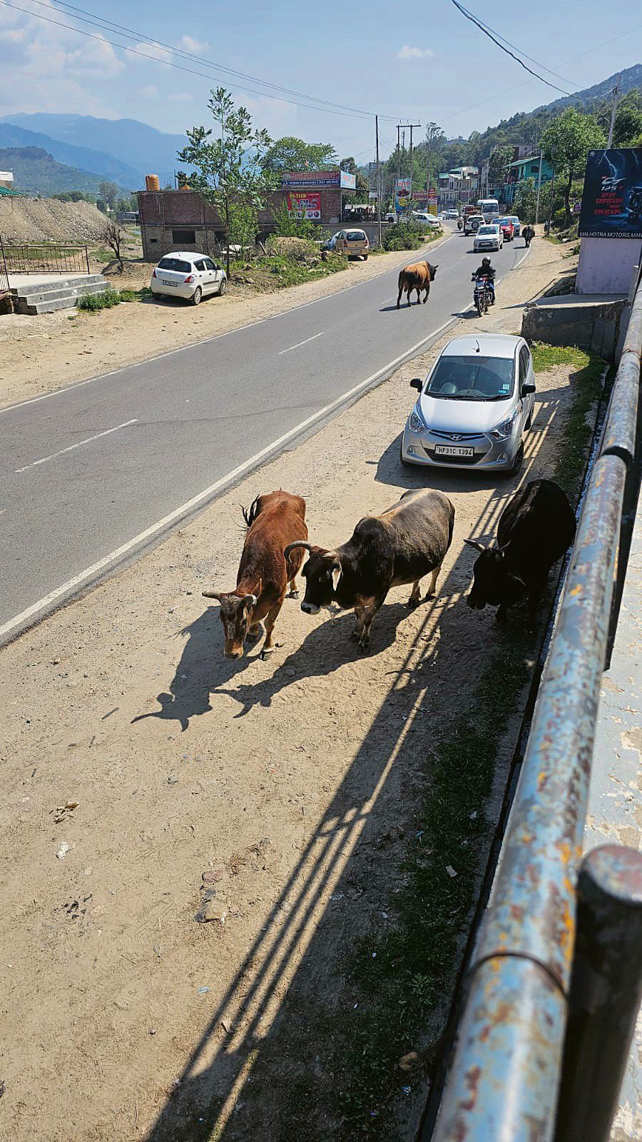 Stray cattle on Mandi roads