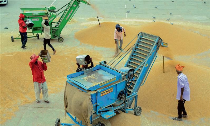 Wheat arrival picks up in Punjab mandis, 13% bought by traders above MSP
