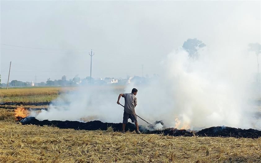 Punjab’s farm fire cases down to half amid rise in fodder price