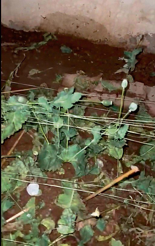 Kharar man held for cultivating opium at his residence