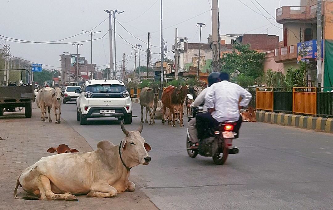 Stray cattle menace continues unabated