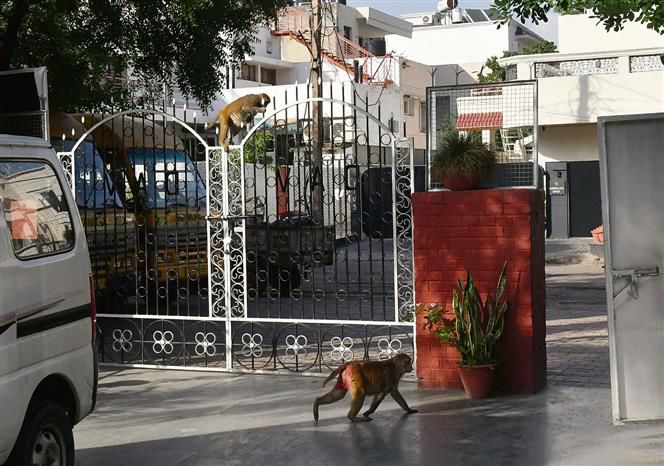 Monkey menace haunts Chandigarh's northern sectors, MC to get staff trained