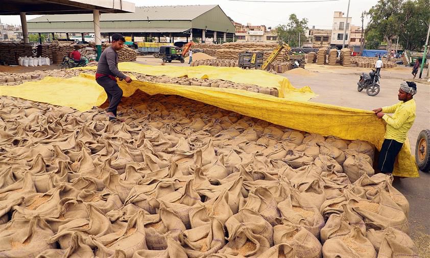 Over 2.90 lakh MT wheat procured from mandis