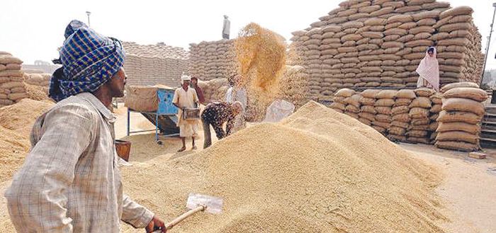 Private traders to double wheat purchase in Punjab this year