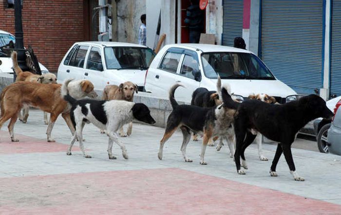 Patiala: Three deaths in two months, stray dog population sparks concerns
