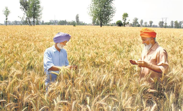 Panipat: Temperature dip likely to delay  arrival of crop