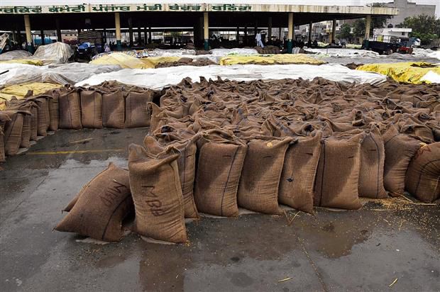 Bathinda: Wheat bags exposed to rain, farmers upset