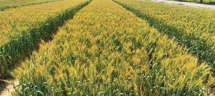Procurement period begins in Punjab, wheat yet to reach mandis