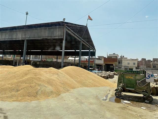 Mandis overflow with wheat, but lifting tardy in Sirsa