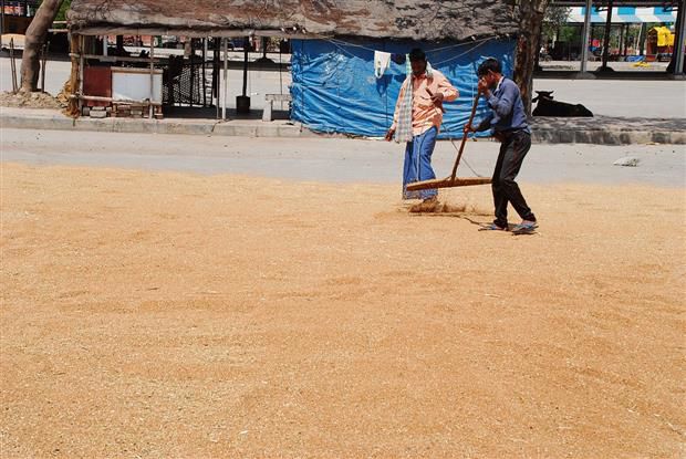 High moisture content in wheat  hits procurement in Karnal, Kaithal grain markets