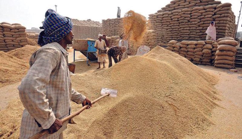 Farmers worried over slow pace of lifting  procured wheat in Karnal