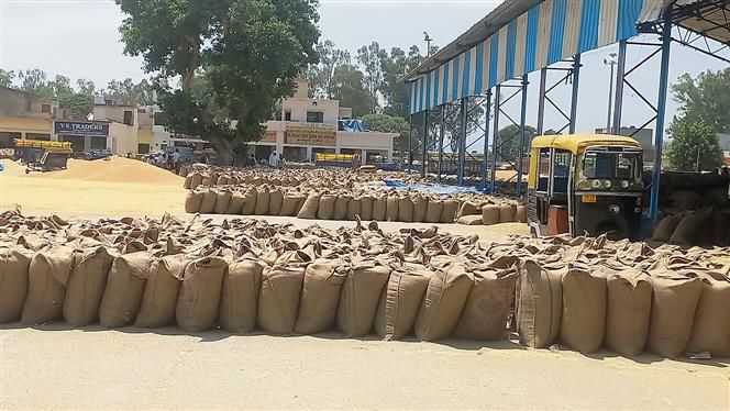 Wheat arrivals in Yamunanagar grain markets down 48.5%