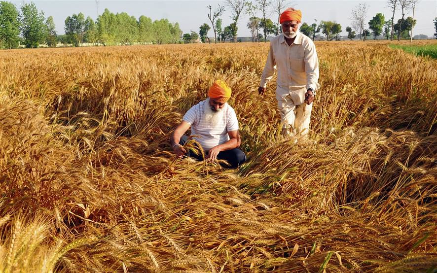 Farmers panic after Amritsar district witnesses untimely rain