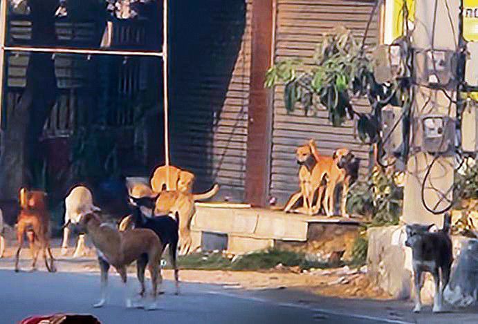 Dogs rule Panipat streets