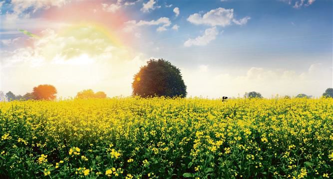 Ambala district sees decline of 2 quintal/acre in mustard yield