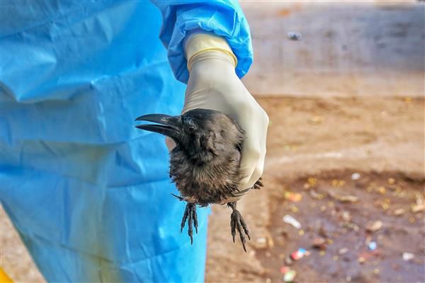 Bird flu outbreak reported in Kerala's Alappuzha