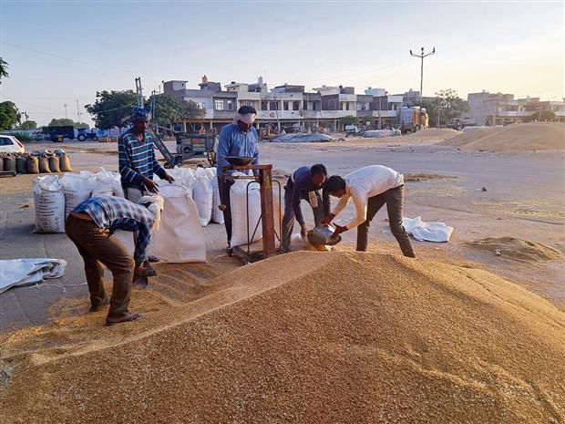 Wheat arrival picks up pace in Amritsar district