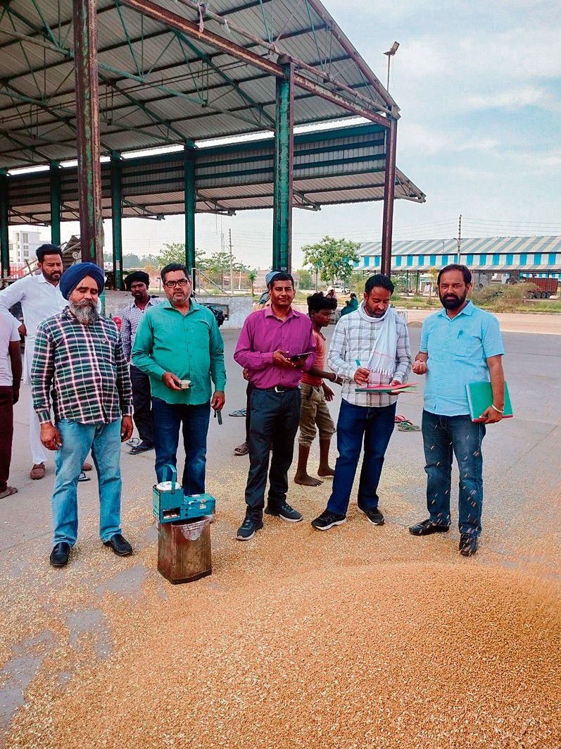 Haryana: Wheat arrivals to stay sluggish for few days