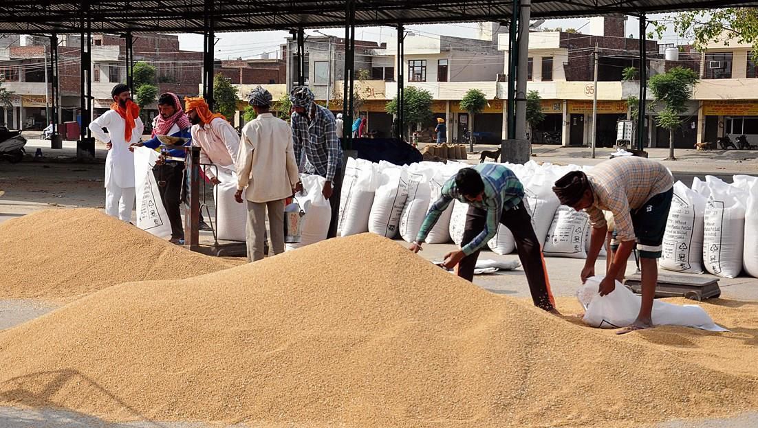 1,105 MT of wheat arrives in Punjab mandis