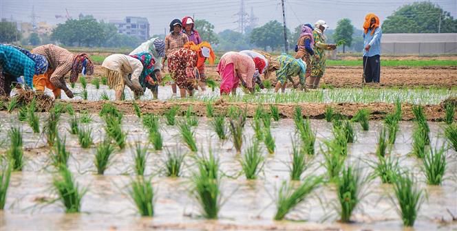 Farmers in a bind over lack of  information on varieties to be sown this kharif season