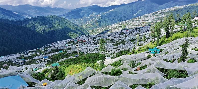 Shimla: Universal carton for apples from this season