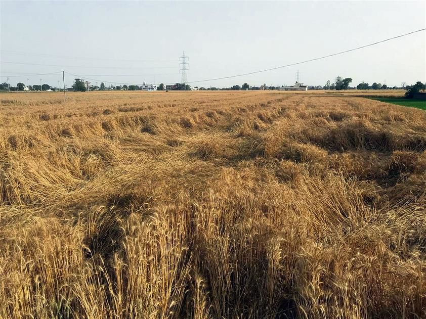 Rain, hailstorm, strong winds flatten matured wheat crop in Amritsar, Tarn Taran