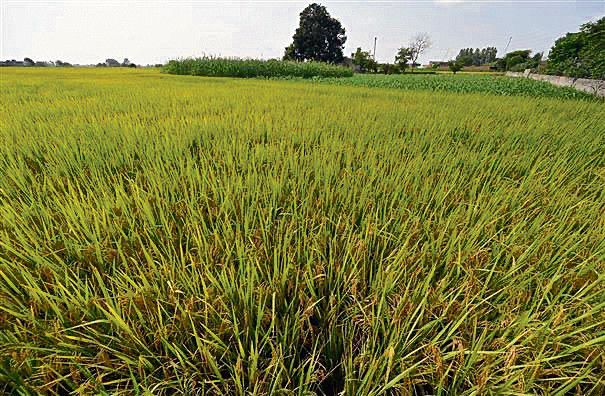 It’s time to develop nurseries, PUSA-44 ban announced too late, rue farmers