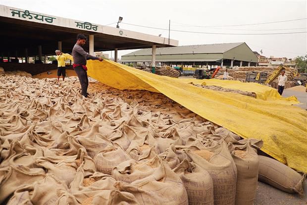 60% of targeted wheat reaches Moga mandis
