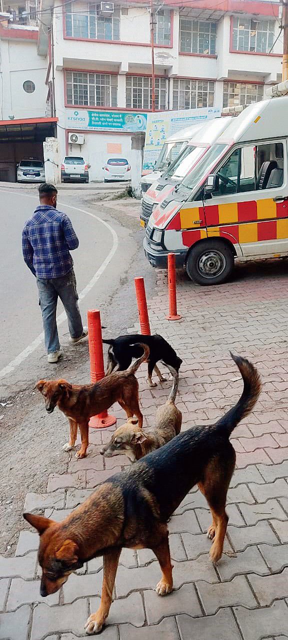 Solan ward watch — Madhuban colony: No means to sterilise dogs, rising numbers add to locals’ concerns