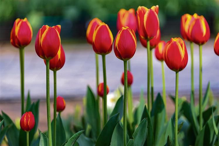 Indigenous tulip varieties to cut Holland imports