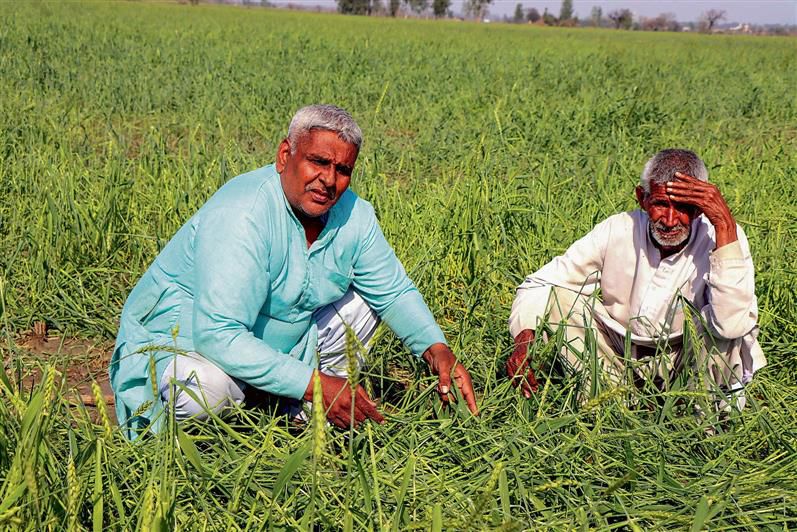Karnal: Farmers claim crop damage on  7,800 acres in Indri, Nilokheri