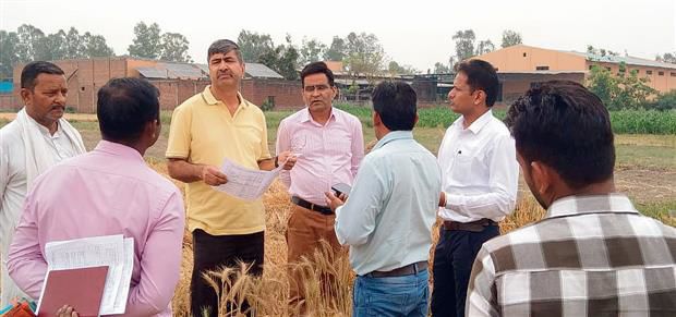 Karnal: Crop-cutting experiment to gauge average wheat output per acre