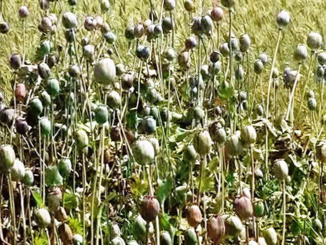 10,458 illegally cultivated poppy plants destroyed in Banjar valley of Kullu district