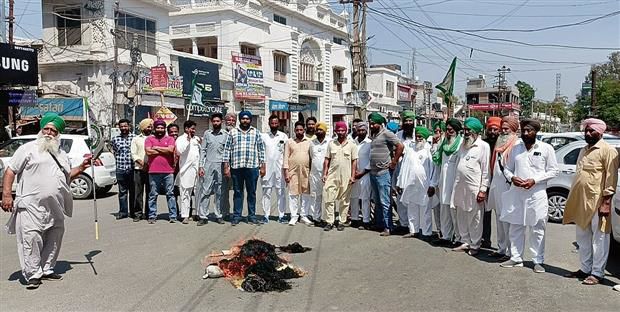 Farmers burn effigies of BJP, Bhagwant Mann at Abohar