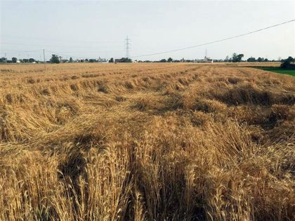 Rain, hailstorm, strong winds flatten matured wheat crop