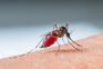 Malaria awareness day observed