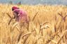 Harvest wheat crop only if fully ripened: Experts