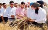 Chief Secretary checks wheat sown by Surface Seeder method