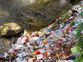 Palampur water channels turn into garbage dumps