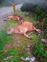 3 stray cattle found dead near Palampur