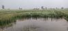 Breach in canal, fields inundated