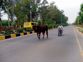 Cattle continue to roam Kurukshetra roads, residents seek solution